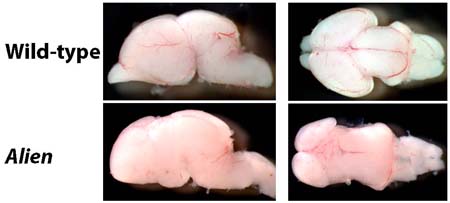 The alien forebrain has significant patterning defects at E18.5 (modified from Stottmann et al., Dev Biol 2009)